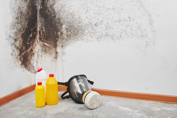 Best Residential Mold Removal  in Forest Heights, MD
