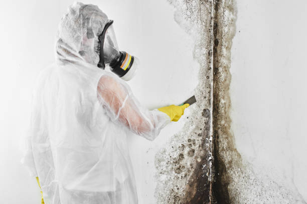 Best Office Mold Removal Services  in Forest Heights, MD