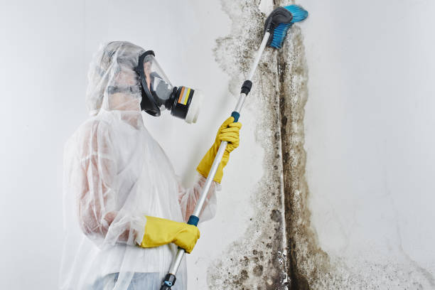 Best Commercial Mold Removal  in Forest Heights, MD