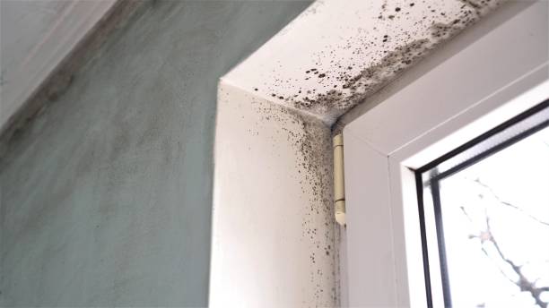 Best Mold Removal Company Near Me  in Forest Heights, MD