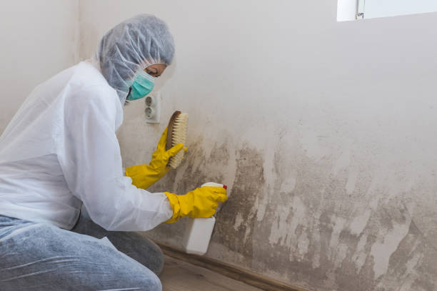 Best Emergency Mold Removal  in Forest Heights, MD