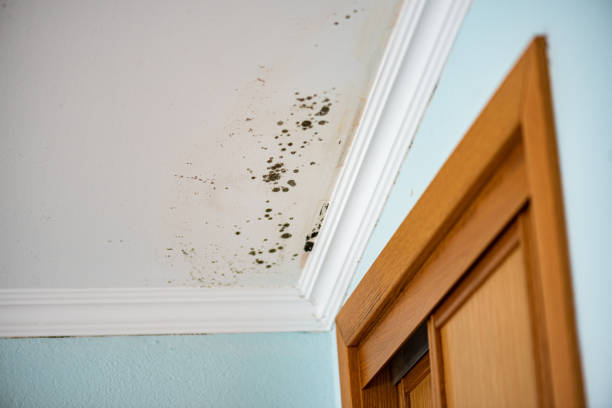 Best Mold Removal Near Me  in Forest Heights, MD