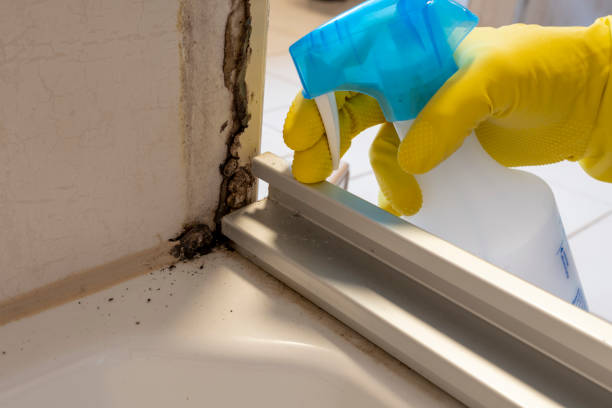 Best Toxic Mold Removal  in Forest Heights, MD