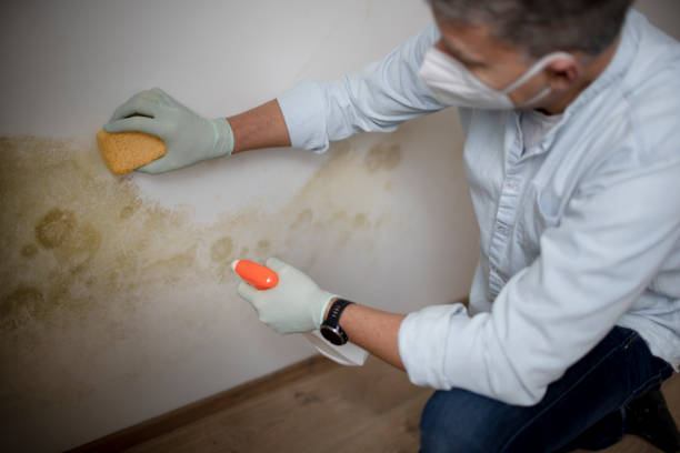 Best Black Mold Removal  in Forest Heights, MD