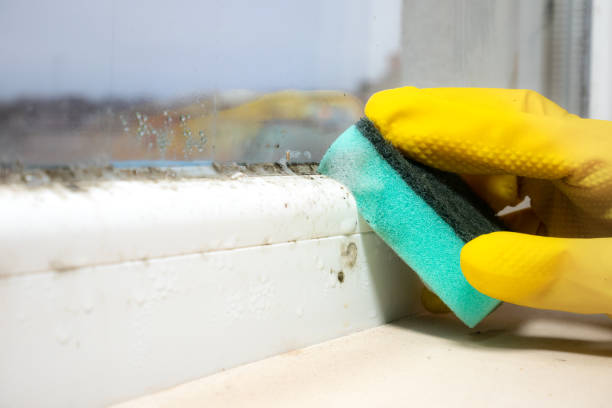 Best Best Mold Removal Companies  in Forest Heights, MD