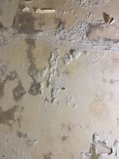 Home Mold Removal in Forest Heights, MD