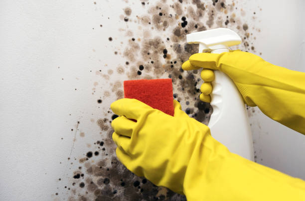Best Affordable Mold Removal  in Forest Heights, MD
