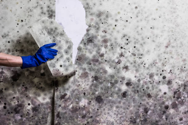 Best Mold Testing  in Forest Heights, MD