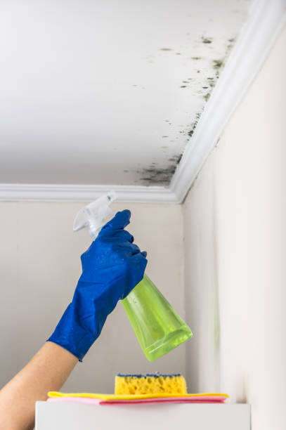 Forest Heights, MD Mold Removal Pros
